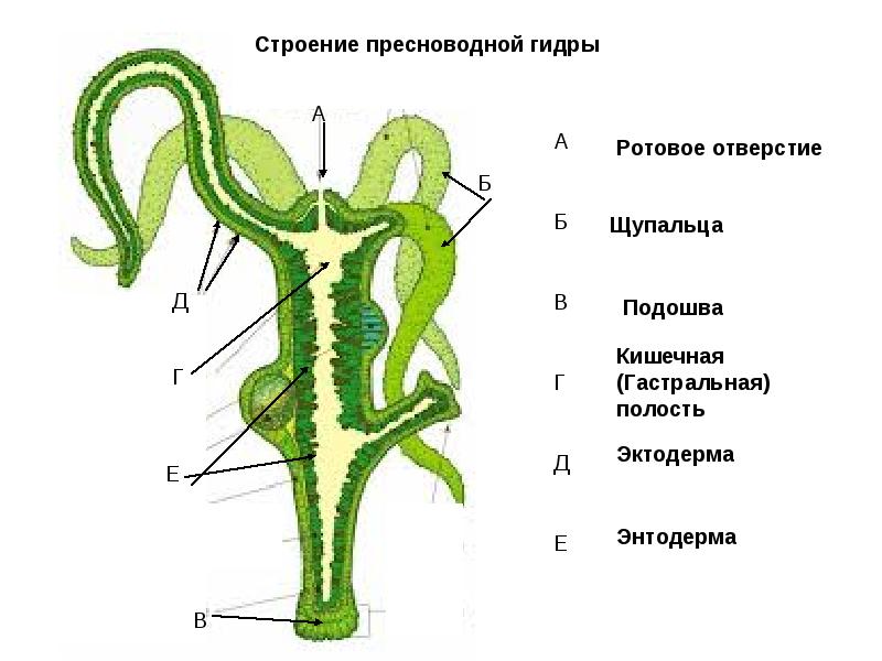 Какой нужен тор чтоб зайти в кракен